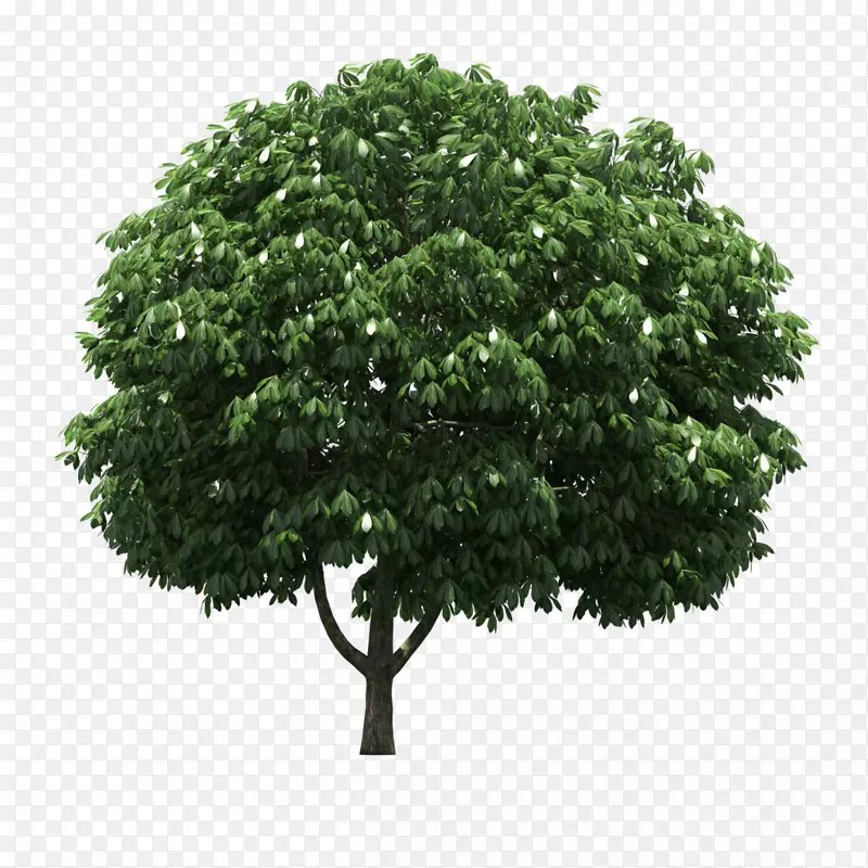 Lofter树