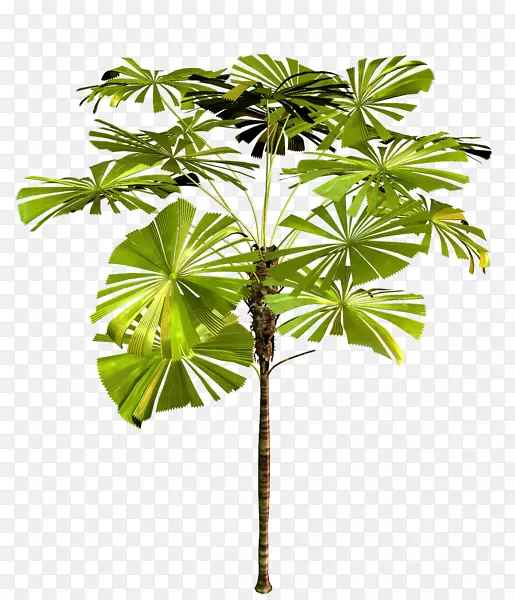 槟榔科树亚洲棕榈植物剪贴画树