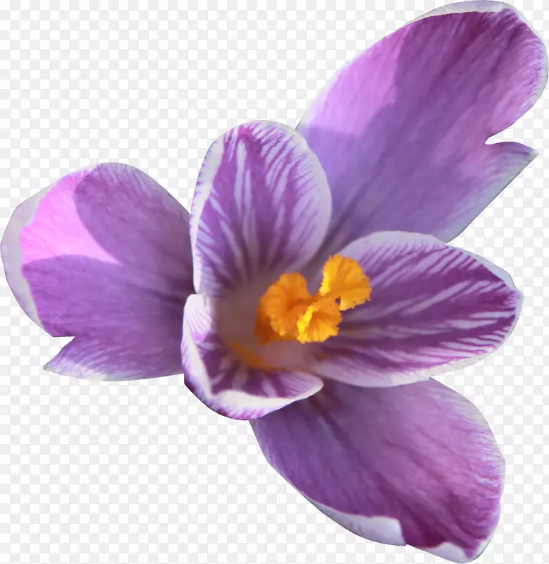 番红花紫罗兰科植物