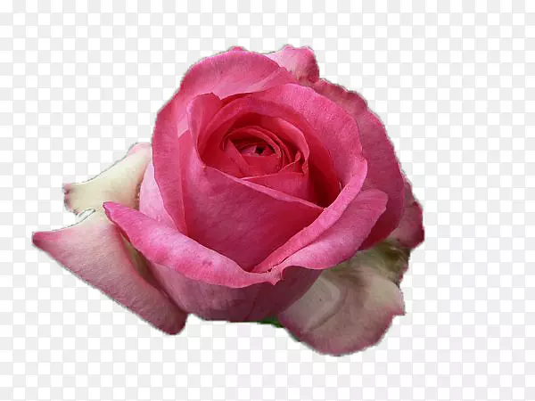 粉色花园玫瑰-花
