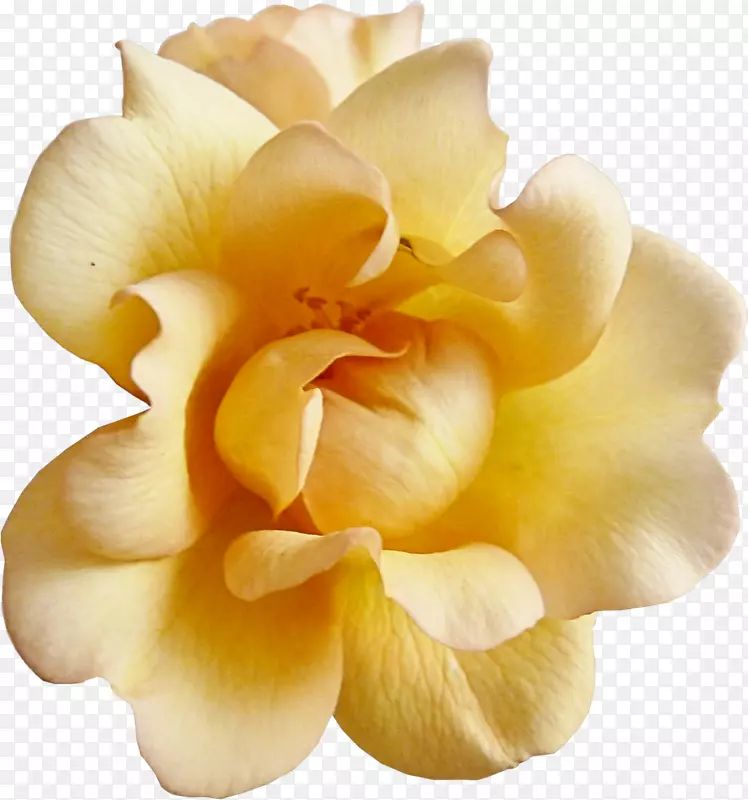 花园玫瑰黄色剪贴簿-花