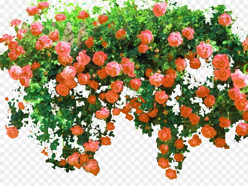 玫瑰灌木插花艺术-玫瑰