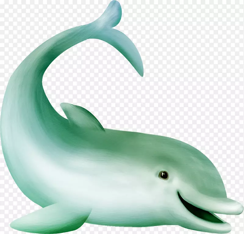普通宽吻海豚图库溪海洋海豚