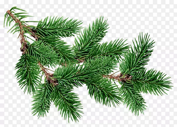 杉木松树-圣诞树