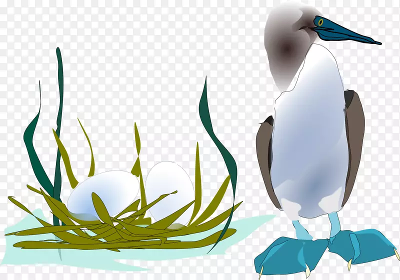 海鸥蓝脚企鹅鸟