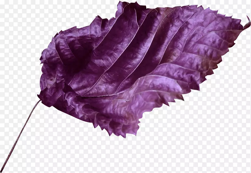 紫丁香紫色剪贴画.紫罗兰