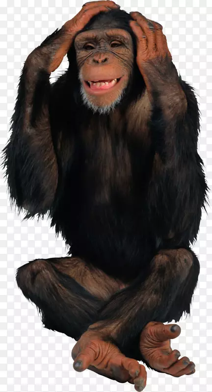 普通黑猩猩猴猿类剪贴画-猴子