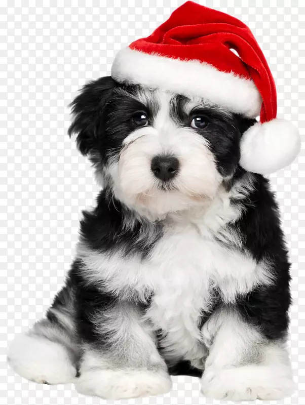 哈瓦尼斯小狗，圣诞老人，法国斗牛犬-小狗