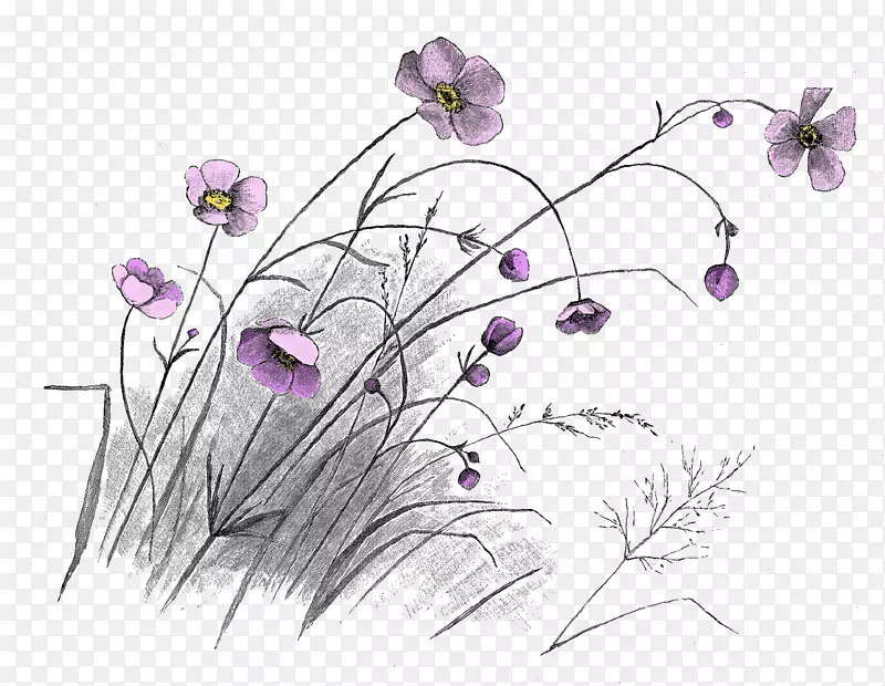 绘画花卉设计艺术花花