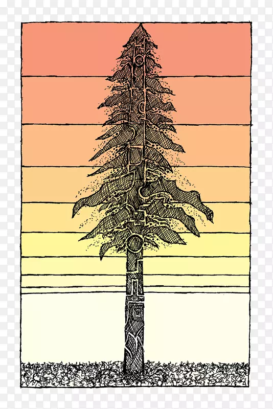 乔木海岸红木素描植物素描-树