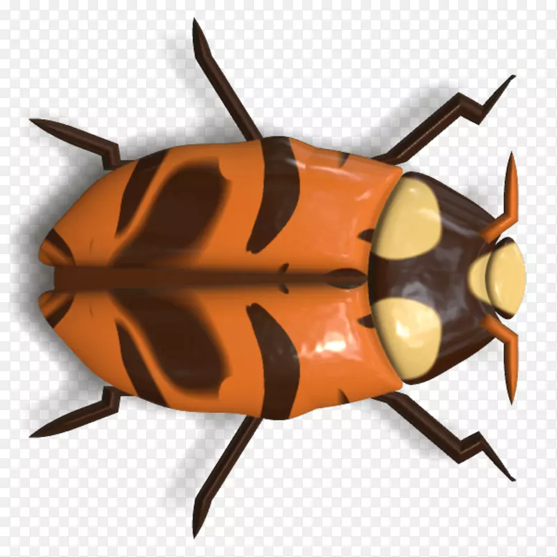 甲虫瓢虫动物甲虫