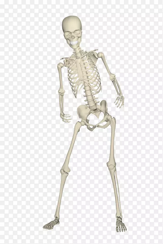 人骨头骨-骨骼