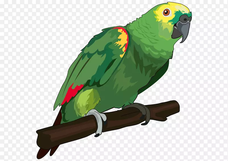 鸟类真鹦鹉脊椎动物颜色鸟