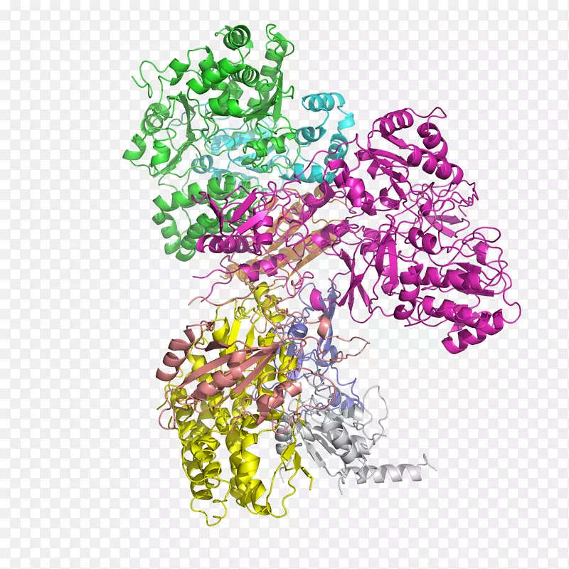 NADH：泛醌氧化还原酶烟酰胺腺嘌呤二核苷酸琥珀酸脱氢酶蛋白亚基