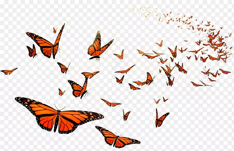 帝王蝴蝶飞行橙色中学昆虫-美丽的礼物