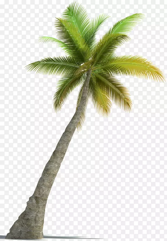槟榔科树种摄影.棕榈背景