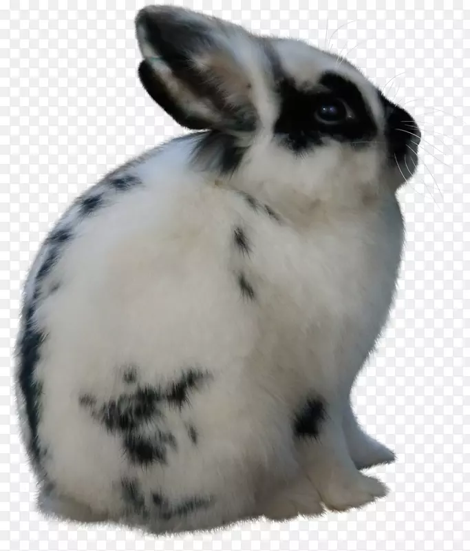 兔子家畜复活节-兔子