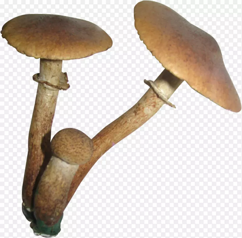 食用菌平菇