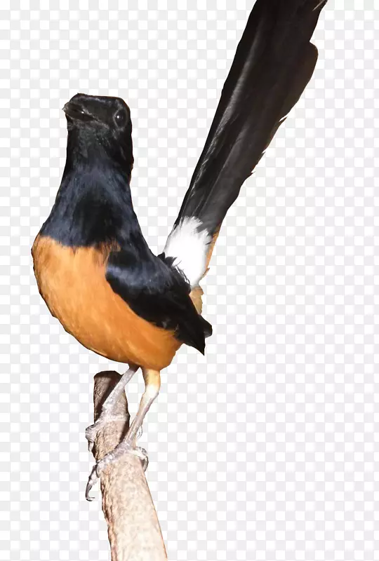 鸟大西洋金丝雀喜鹊-知更鸟