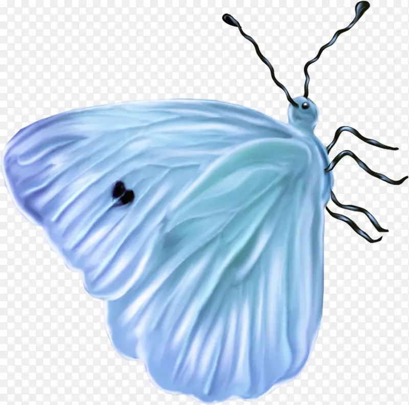昆虫蝴蝶蓝蜂-昆虫
