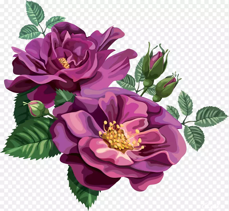 蓝色玫瑰花紫色剪贴画-玫瑰
