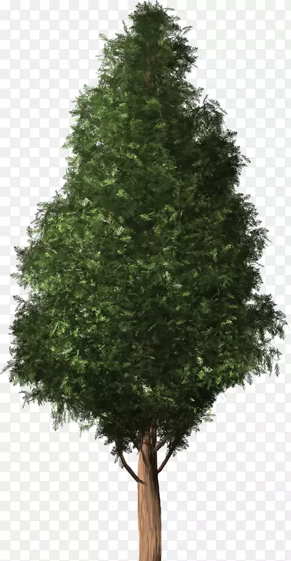 杉木