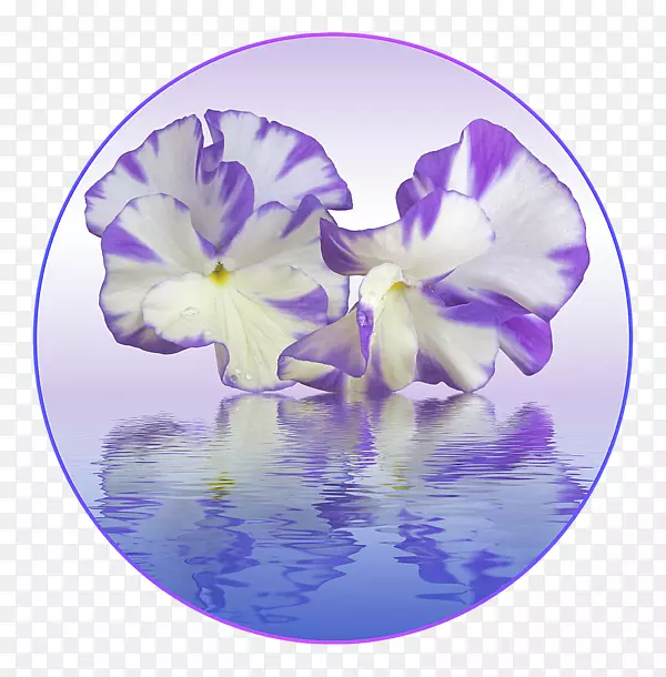 紫丁香紫花