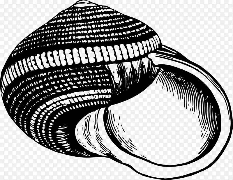 贝壳腹足类壳蜗牛-贝壳