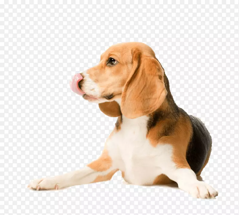 比格拉布拉多猎犬巴森吉犬品种-小狗