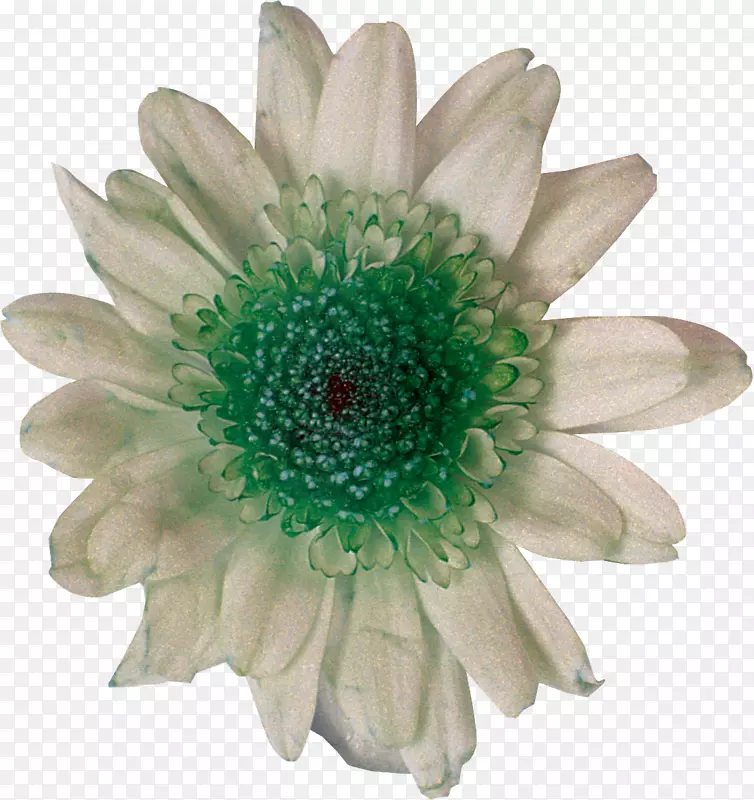 切花菊科摄影白菊