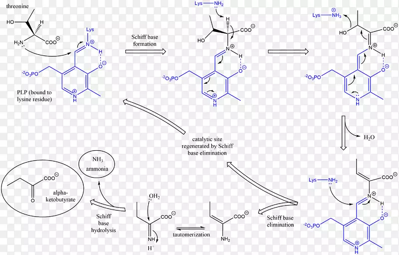 苏氨酸氨裂解酶丝氨酸脱水酶机理
