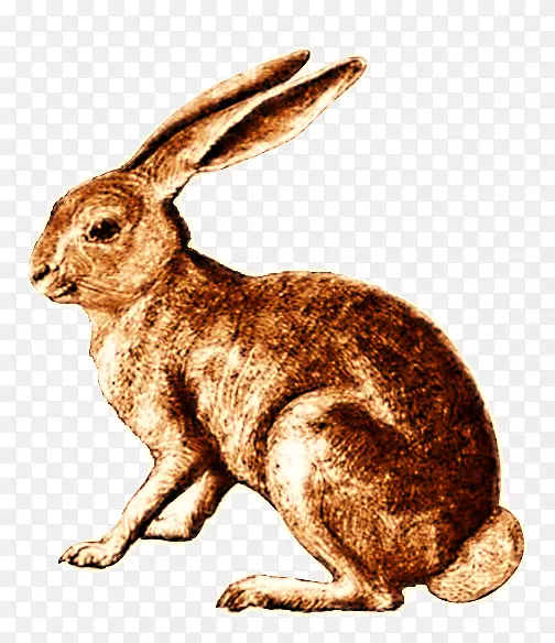 野兔，荷兰兔，棉尾兔，复古兔
