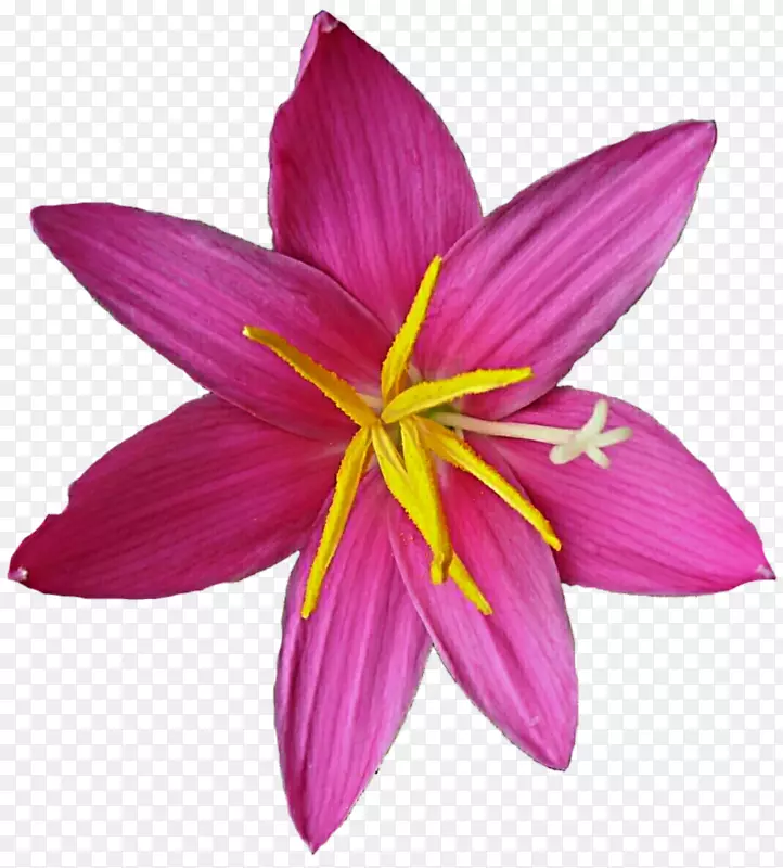 金红花紫罗兰科百合花