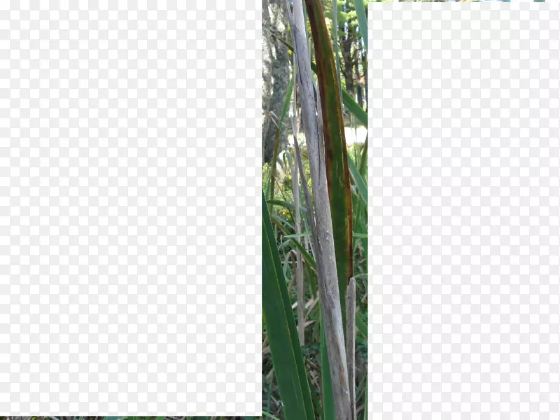 竹类植物茎系枯叶
