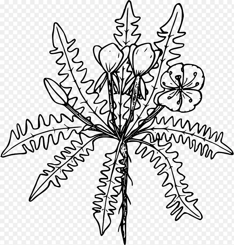 线条艺术画黑白剪贴画.报春花