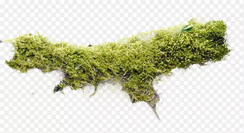 苔藓非维管束植物bash-html