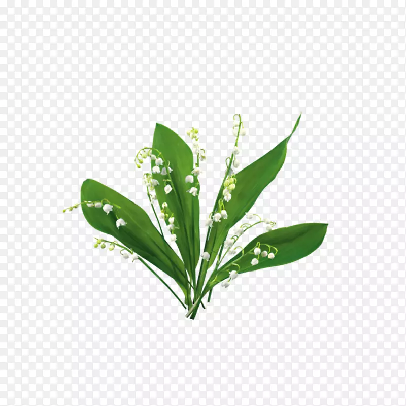 博客剪贴画-水彩画绿色绿叶月桂树