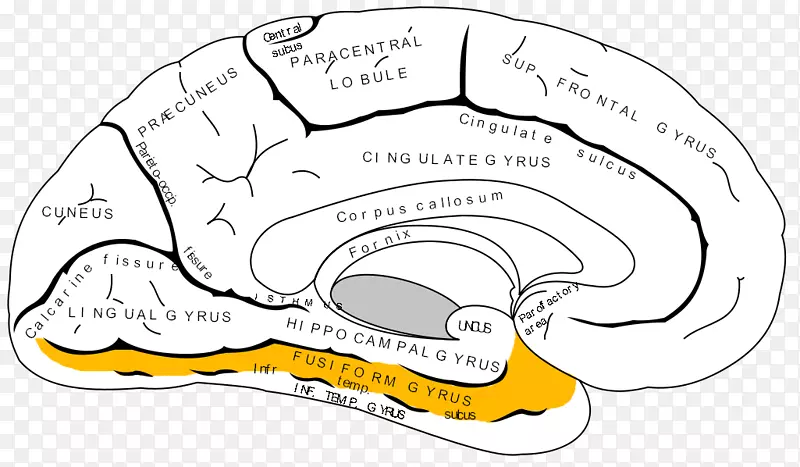 前扣带回皮质、前额叶皮质、舌尖
