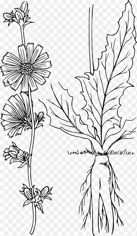 菊苣画植物剪贴画-植物