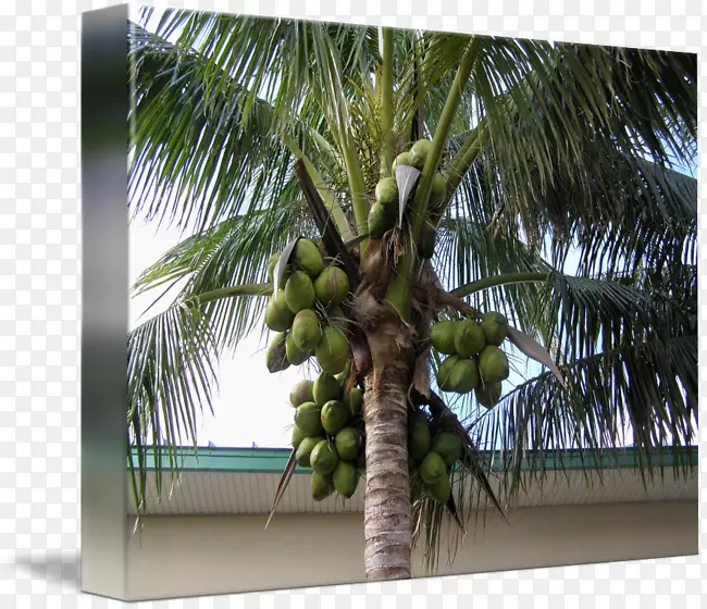 槟榔科，亚洲棕榈，特产椰子树，椰子树-绿椰子