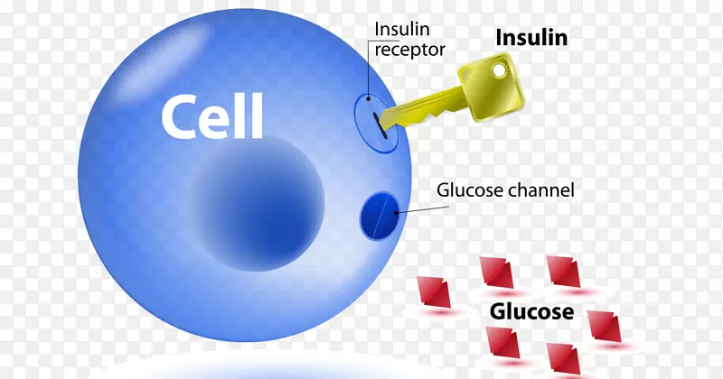 胰岛素抵抗2型糖尿病1型糖尿病成功之门