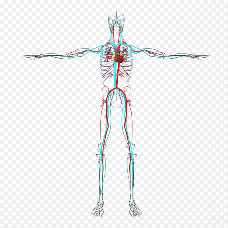 人体桡动脉-人体手臂血管-循环系统
