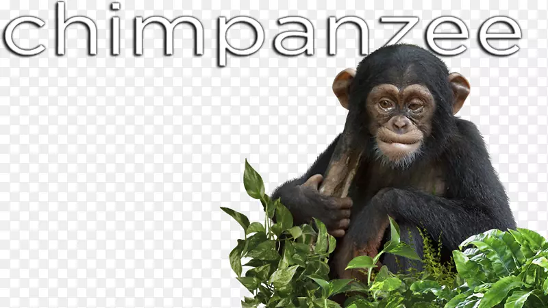 普通黑猩猩灵长类动物黑猩猩