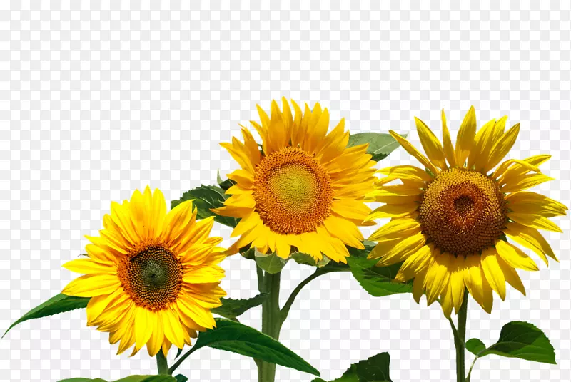 向日葵的进化：用花朵的魔力充分发挥你的潜力-黄色的太阳夏日。