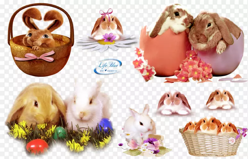 国内兔子复活节兔子艺术摄影-复活节海报