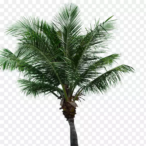 亚洲棕榈油棕榈树椰子枣棕榈树叶