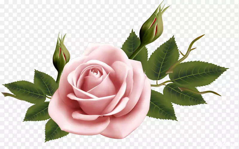 花水彩画剪贴画-美丽的玫瑰