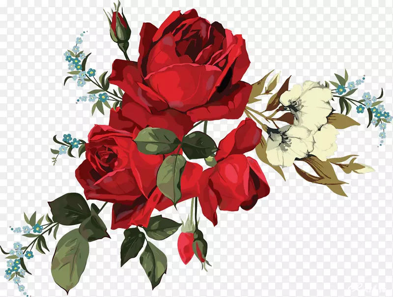 花园玫瑰，天然花卉，百合花玫瑰-美丽的玫瑰