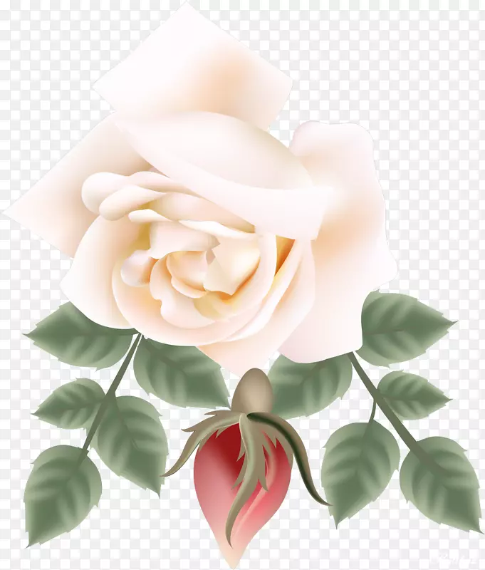 花园玫瑰花水彩画剪贴画-美丽的玫瑰