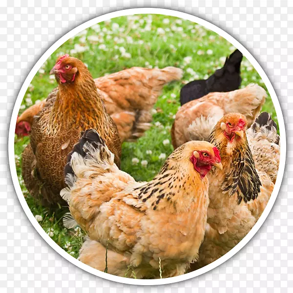 婆罗门鸡丝家禽养殖品种-家禽蛋